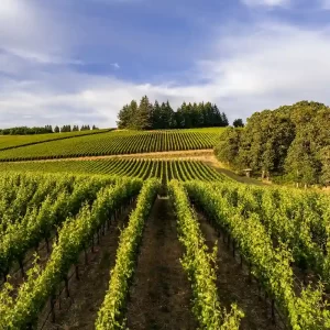 Scenic Beauty of Yarra Valley Wineries